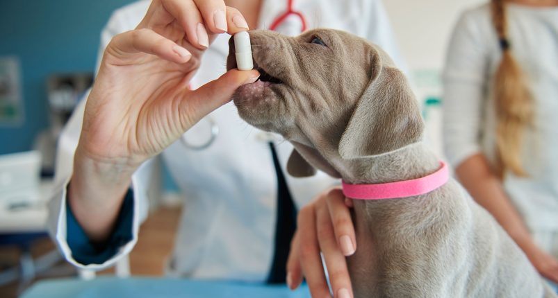 Veteriner-Tıbbi-Ürün-Ruhsatı